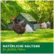 Freilaufende Hühner in einem grünen Garten, mit einem schwarz-orangefarbenen Huhn, einem Hühnerstall und einem Text, der natürliche Pflege fördert.