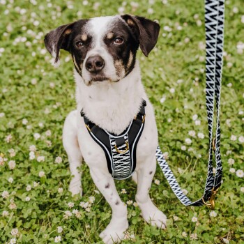 Ein schwarz-weißer Hund, der ein stilvolles Geschirr trägt, sitzt auf grünem Gras, das mit weißen Blumen gesprenkelt ist, mit einer passenden gemusterten Leine daneben.