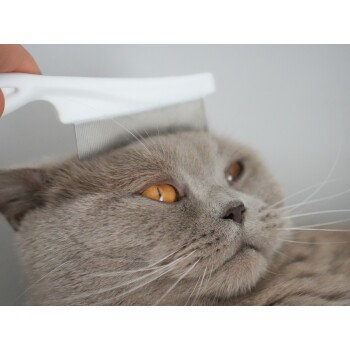 Eine Nahaufnahme einer hellgrauen Katze mit bernsteinfarbenen Augen, die mit einem weißen Kamm gepflegt wird, wobei ihr ruhiger Ausdruck im Fokus steht.