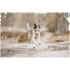 Ein verspielter Hund mit grau-weißer Fellfarbe und leuchtend blauen Augen läuft fröhlich auf einem Schotterweg und trägt ein oranges Geschirr.