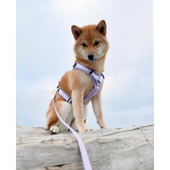 Shiba Inu mit hellviolettem Geschirr und passender Leine sitzt auf einem verwitterten Baumstamm vor bewölktem Himmel.