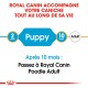 BHN Poodle Puppy 3 kg