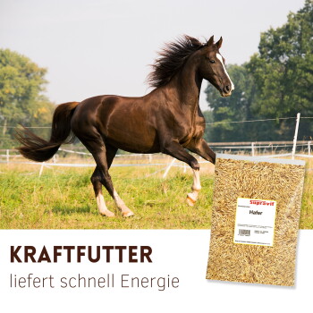 Braunes Pferd, das auf einer grasbewachsenen Wiese läuft, mit Nahaufnahme von Körnern und Text „FÜR PFERDE“.