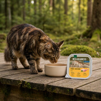 Tabby cat drinking from bowl on forest boardwalk next to a Wilderness Adult "Pure Chicken" cat food tray labeled 99%, 1%, 0%