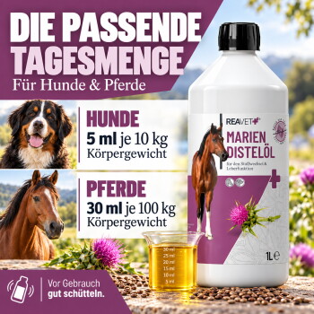 Ein glücklicher schwarz-weißer Hund, der durch ein Feld mit lila Blumen läuft, umgeben von Grün.