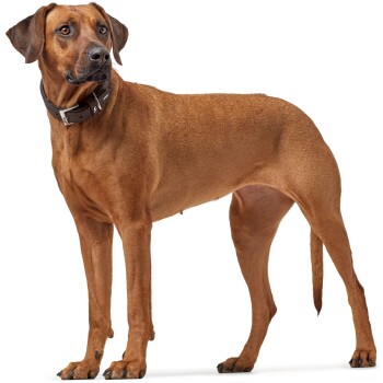 Ein brauner Hund steht aufrecht, trägt ein schwarzes Halsband, zeigt einen kräftigen Körperbau und eine aufmerksame Haltung, vor einem weißen Hintergrund.