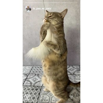 Eine verspielte graue getigerte Katze steht auf ihren Hinterbeinen und hält ein flauschiges Spielzeug mit ihren Vorderpfoten, vor einem gemusterten Boden.