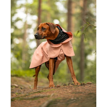 Brauner Hund in einem rosa Kapuzen-Regenmantel steht auf einem Waldweg und blickt nach links.