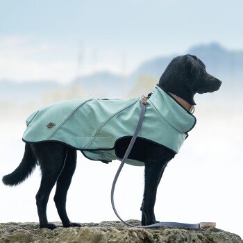 Ein schwarzer Hund, der einen hellblauen wasserdichten Mantel trägt, steht auf einer felsigen Oberfläche, mit einer angeleinten Leine, vor einem verschwommenen Außenhintergrund.