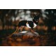Ein kleiner schwarzer Hund steht stolz auf einem Stein, trägt ein weißes Geschirr mit einer orangefarbenen Leine, umgeben von Herbstblättern.