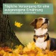 Ein Beagle zwischen Herbstblättern, der nach oben schaut, mit dem Text: "Tägliche Nährstoffversorgung für eine ausgewogene Ernährung."