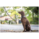 Brauner Hund sitzt auf dem Gehweg im Freien, trägt ein schwarz-weißes Halsband mit sichtbarem Etikett und angebrachtem Leinenband; im Hintergrund unscharfe Bäume und Häuser.