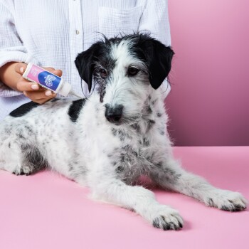 Eine Person trägt ein Haustierpflegeprodukt auf den Rücken eines schwarz-weißen Hundes auf, vor einem rosa Hintergrund.