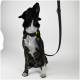 Ein sitzender Hund mit gestromtem Fell und weißer Brust, der ein schwarzes Halsband mit einem gelben Anhänger trägt und nach oben schaut, während eine Leine herunterhängt.
