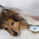 Eine Nahaufnahme eines Shetland Sheepdogs, der auf einer flauschigen Decke neben einer Dose Hundefutter mit der Aufschrift 'BELLFOR LANDGUT-MENÜ Insekten' ruht.
