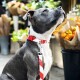 Barkalot Hundehalsband Recyceltes Polyester weiß/ rot S