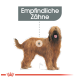 Illustration eines flauschigen braunen Hundes mit schwarzem Gesicht, beschriftet mit 'Empfindliche Zähne' darüber.