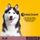 Eine Nahaufnahme eines Huskys vor einem leuchtend gelben Hintergrund, mit dem WALTHAM™-Logo und Text über die Entwicklung der Tierernährung.