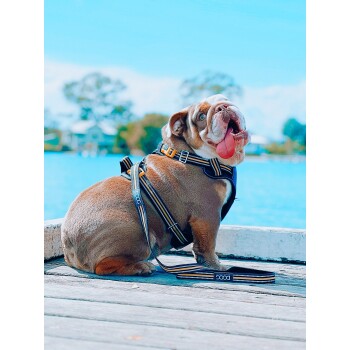 Ein brauner Hund, der ein schwarzes und gelbes Geschirr trägt, sitzt auf einem Holzsteg am blauen See, mit Bäumen und einem Haus im Hintergrund.