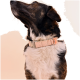 Nahaufnahme eines braun-weißen Hundes mit einem stilvollen rosa Halsband mit silberner Schnalle, der nach oben schaut vor einem sanften beigen Hintergrund.