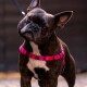 Eine Nahaufnahme eines Französischen Bulldogs, der ein leuchtend pinkes Geschirr trägt und neugierig in die Kamera schaut, vor einem verschwommenen dunklen Hintergrund.