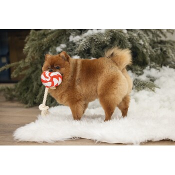 Flauschiger brauner Pommerscher Hund hält ein rot-weißes Seilspielzeug, steht auf einem weißen Teppich mit verschneiten Kiefernzweigen im Hintergrund.