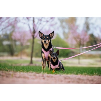 Zwei kleine Hunde in passenden rosa Geschirren und Leinen stehen auf Gras, mit blühenden Bäumen im Hintergrund.