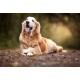 Golden Retriever liegt draußen mit verschränkten Vorderpfoten, heraushängender Zunge und fröhlichem Gesicht vor einem unscharfen Waldhintergrund.