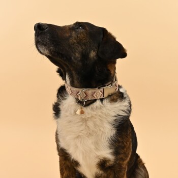 Eine Nahaufnahme eines braun-weißen Hundes mit einem geometrisch gemusterten Halsband, der gegen einen sanften beigen Hintergrund schaut.