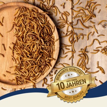 Getrocknete Mehlwürmer, die auf einer Holzoberfläche verstreut sind, mit einer Holzschale, die mit ihnen gefüllt ist. Ein Abzeichen liest 'Beste Qualität - 10 Jahre'.