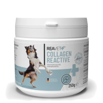 Behälter mit REAVET Collagen Reactive für Hunde, 250g, mit einem springenden Hund auf dem Etikett, mit Text auf Deutsch über Gelenkunterstützung.