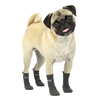 Ein verspielter Mops trägt graue Kurgo-Hundesocken, steht mit geneigtem Kopf und herausgestreckter Zunge vor einem weißen Hintergrund.