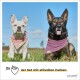 Zwei Hunde, ein weißer Französischer Bulldogge und ein schwarzer Deutscher Schäferhund, auf einer grünen Wiese mit blauem Himmel. Text: "2x 2er Set mit stilvollen Farben."