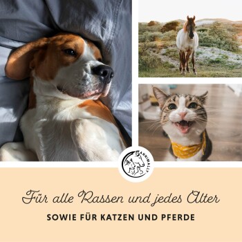 Ein Hund sitzt an einem sandigen Strand am See, mit Text, der die Vitamin E, Astaxanthin und Omega-Fettsäuren des Produkts hervorhebt.
