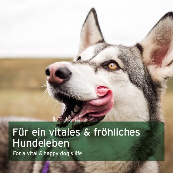 Ein glücklicher sibirischer Husky mit einer rosa Zunge, verschwommener Hintergrund im Freien und Text: "Für ein vitales & fröhliches Hundeleben."
