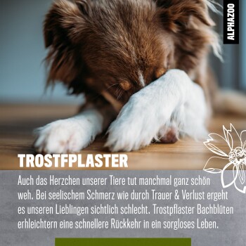 Ein trauriger braun-weißer Hund, der seinen Kopf auf seinen Pfoten ruht, mit Text über emotionalen Schmerz bei Haustieren und einem vorgeschlagenen Erholungsprodukt.