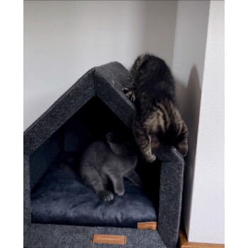 Zwei verspielte Kätzchen, eines grau und eines getigert, interagieren in einem gemütlichen grauen Haustierhaus mit einem weichen blauen Kissen.