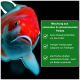 Nahaufnahme eines rot-weißen Koi-Fisches neben einer grünen Box, die die Vorteile von Mischfischfutter auflistet: keine Wasserkämpfe, weniger Verletzungen und reichlich Futter.