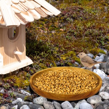 Ein hölzerner Vogelhäuschen neben einem Teller mit goldenen Samen, mit einem kleinen braunen Vogel, der in der Nähe auf einer felsigen Oberfläche steht.