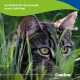 Nahaufnahme einer getigerten Katze im Gras mit deutschem Text „So fördert ihr die Energie eurer Lieblinge“ und ‚Canina‘.