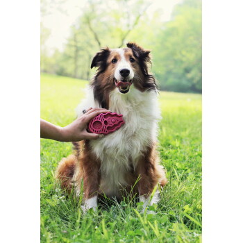 Langhaariger Collie sitzt im Gras, mit fröhlichem Gesichtsausdruck; eine Hand bürstet seine Brust mit einer rosa Fellbürste.