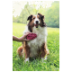 Langhaariger Collie sitzt im Gras, mit fröhlichem Gesichtsausdruck; eine Hand bürstet seine Brust mit einer rosa Fellbürste.