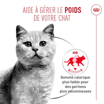 Chat gris à côté d'une icône de contrôle du poids et texte en français : « AIDE À GÉRER LE POIDS DE VOTRE CHAT » et « Densité calorique... ».
