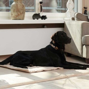 Ein schwarzer Hund, der auf einem beigen Haustierbett in einem sonnigen Raum liegt, mit einer dekorativen Vase und kleinen Tierfiguren auf der Fensterbank.