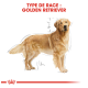 Illustration d'un Golden Retriever avec des lignes de mesure, étiquetée "TYPE DE RACE : GOLDEN RETRIEVER" en haut.
