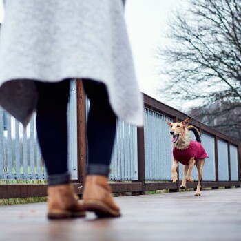 Ein glücklicher Hund in einem roten Pullover läuft auf eine Person in einem grauen Mantel und braunen Stiefeln auf einer Holzbrücke zu, umgeben von Bäumen.
