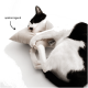 Eine schwarz-weiße Katze kuschelt mit einem kleinen beigen Kissen, mit dem Text 'spielanregend', der auf das Kissen zeigt und andeutet, dass es zum Spielen anregt.