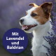 Lächender braun-weißer Hund in einem Lavendelfeld mit violettem Abzeichen mit der Aufschrift Mit Lavendel und Baldrian.