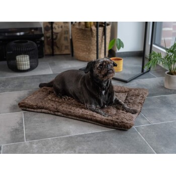 Ein kleiner, dunkel beschichteter Hund ruht auf einem plüschigen braunen Haustierbett in einem modernen Wohnzimmer mit grauem Fliesenboden und Zimmerpflanzen.