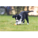 Schwarz-weißer Border-Collie-Welpe spielt mit der Pfote an einem kleinen gelben Ball auf grünem Gras